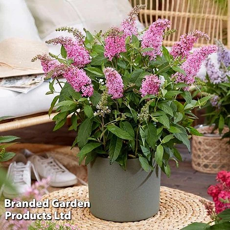 Buddleja 'Butterfly Candy Little Pink' 1 Buddleja 'Butterfly Candy Little Pink'