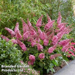 Buddleja 'Butterfly Candy Little Pink' 6 Buddleja 'Butterfly Candy Little Pink' -Florist Zone BUDD PINK G
