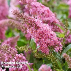 Buddleja 'Butterfly Candy Little Pink' 7 Buddleja 'Butterfly Candy Little Pink' -Florist Zone BUDD PINK H