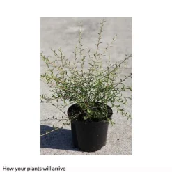 Buddleja Alternifolia -Florist Zone BUDD T66080 A h