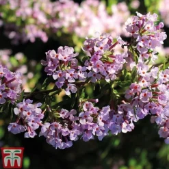 Buddleja Alternifolia -Florist Zone BUDD T66080 C1