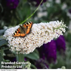 Buddleja 'Buzz&reg; Trio Collection' -Florist Zone BUDD TKA1011 C1