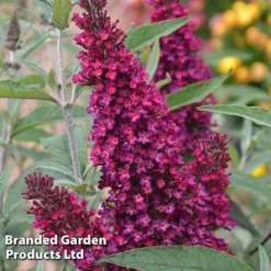 Buddleja 'Buzz&reg; Trio Collection' -Florist Zone BUDD TKA1011 D1
