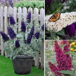Buddleja 'Buzz&reg; Trio Collection' -Florist Zone BUDD TKA1011 NOW3