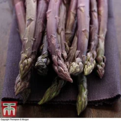 Asparagus Collection (Spring Planting) -Florist Zone Burgundin Asparagus2