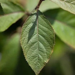 Callicarpa Bodinieri 'Imperial Pearl' 5 Callicarpa Bodinieri 'Imperial Pearl' -Florist Zone CALL IMPERIALP S45267 NOW
