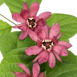 Calycanthus Duo -Florist Zone CALY KA9176 C