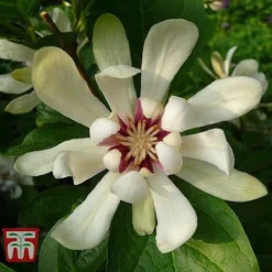 Calycanthus Duo -Florist Zone CALY KA9176 D