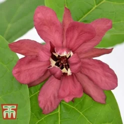 Calycanthus Duo -Florist Zone CALY KA9176 E