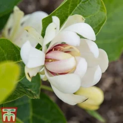 Calycanthus 'Venus' -Florist Zone CALY T68284 C