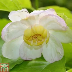Calycanthus Chinensis