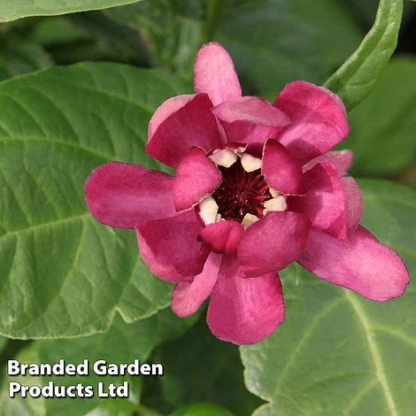 Calycanthus Floridus 'Aphrodite' 1 Calycanthus Floridus 'Aphrodite'