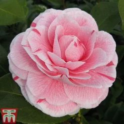 Camellia Japonica 'Bonomiana'