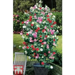 Camellia 'Tricolour' -Florist Zone CAME T44757 E