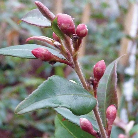Camellia Rosthorniana 'Cupido' 2 Camellia Rosthorniana 'Cupido' - Image 2