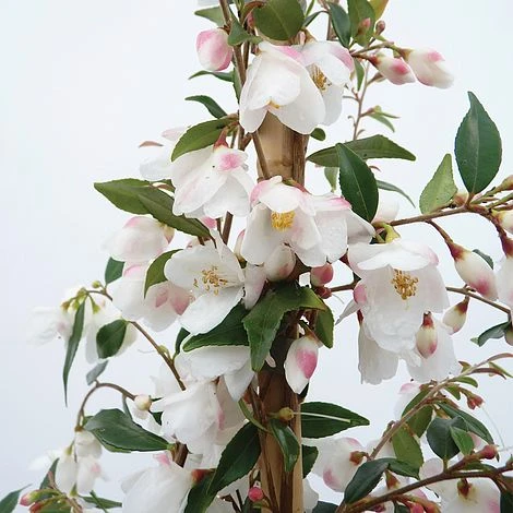 Camellia Rosthorniana 'Cupido' 1 Camellia Rosthorniana 'Cupido'