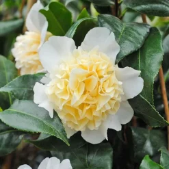 Camellia 'Brushfield's Yellow' -Florist Zone CAME T70863 C