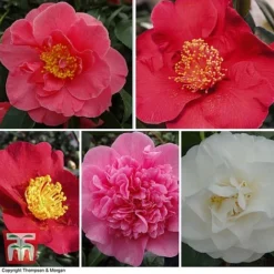 Nurseryman's Choice Camellia
