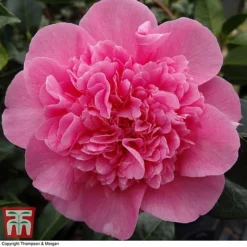 Nurseryman's Choice Camellia -Florist Zone CAME WKB8702 E
