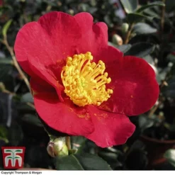 Nurseryman's Choice Camellia -Florist Zone CAME WKB8702 F