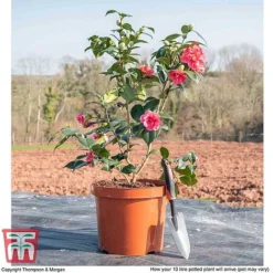 Camellia Japonica 'Doctor King' -Florist Zone CAME WKB8709 L