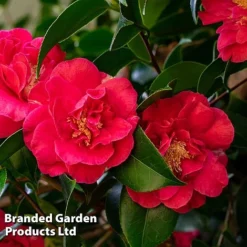 Camellia 'Blooming Wonder Red' -Florist Zone CAME 20BLOOMSR L14711