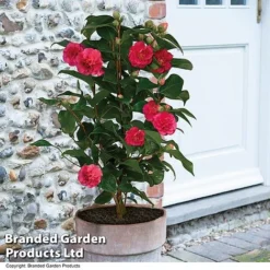 Florist Zone 4 Camellia 'Blooming Wonder Red'
