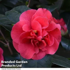 Camellia 'Blooming Wonder Red' -Florist Zone CAME 20BLOOMSR T14439