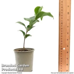 Camellia Japonica 'Doctor King' -Florist Zone CAME DRKING9CM T47641