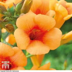 Campsis X Tagliabuana 'Indian Summer' -Florist Zone CAMP T62546 F