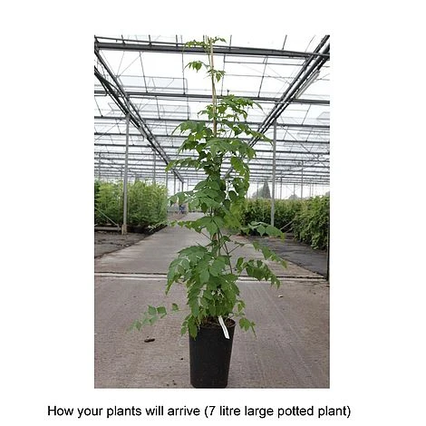 Campsis Radicans F. Flava 2 Campsis Radicans F. Flava - Image 2