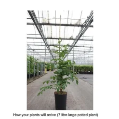 Campsis X Tagliabuana 'Yellow Trumpet' -Florist Zone CAMP T67892 B h