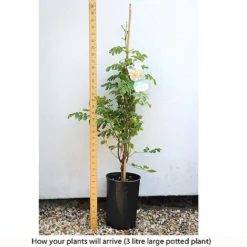 Campsis X Tagliabuana 'Yellow Trumpet' -Florist Zone CAMP T67892 C h