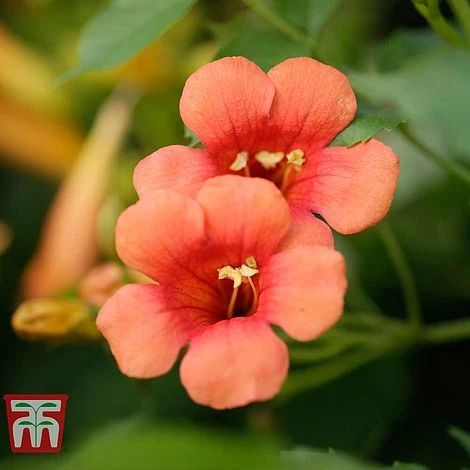 Campsis X Tagliabuana 'Madame Galen' 1 Campsis X Tagliabuana 'Madame Galen'