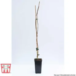 Campsis X Tagliabuana 'Madame Galen' 7 Campsis X Tagliabuana 'Madame Galen' -Florist Zone CAMP t58013TM D