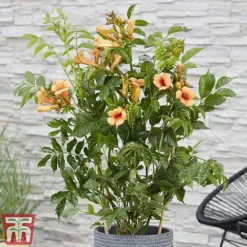 Campsis X Tagliabuana 'Indian Summer' -Florist Zone CAMP INDIANSUM S07518