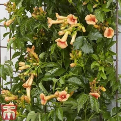 Campsis X Tagliabuana 'Indian Summer' -Florist Zone CAMP INDIANSUM S07519