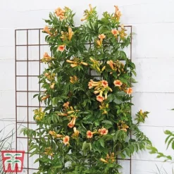 Campsis X Tagliabuana 'Indian Summer' -Florist Zone CAMP INDIANSUM S07521