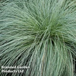 Colourful Ornamental Grass Collection -Florist Zone CARE FROSTCURL W48104