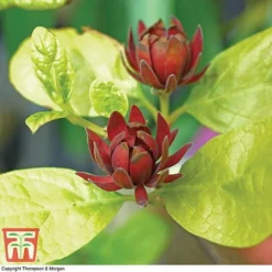 Carolina Allspice -Florist Zone CARO T45385 C
