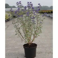 Caryopteris X Clandonensis 'Thetis' -Florist Zone CARY T62036 A h