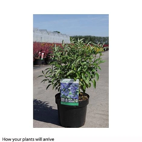 Caryopteris X Clandonensis 'Grand Bleu' 2 Caryopteris X Clandonensis 'Grand Bleu' - Image 2