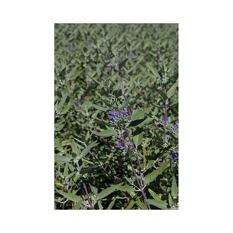 Caryopteris X Clandonensis 'Heavenly Blue' 2 Caryopteris X Clandonensis 'Heavenly Blue' - Image 2