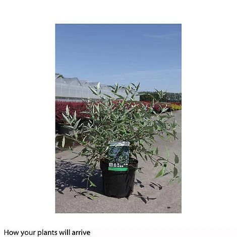 Caryopteris X Clandonensis 'Heavenly Blue' 3 Caryopteris X Clandonensis 'Heavenly Blue' - Image 3