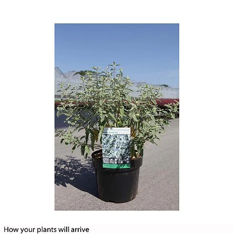 Caryopteris X Clandonensis 'White Surprise' 2 Caryopteris X Clandonensis 'White Surprise' - Image 2