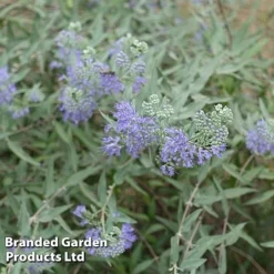 Caryopteris Clandonensis 'Sterling Silver'