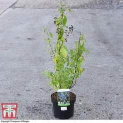 Ceanothus X Delilianus 'Henri Desfosse' 7 Ceanothus X Delilianus 'Henri Desfosse' -Florist Zone CEAN 81105 A