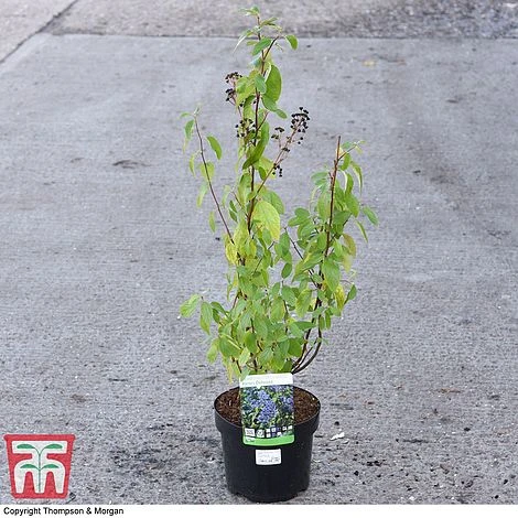 Ceanothus X Delilianus 'Henri Desfosse' 4 Ceanothus X Delilianus 'Henri Desfosse' - Image 4