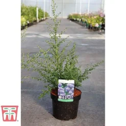 Ceanothus 'Puget Blue' -Florist Zone CEAN TKA0961 C
