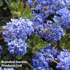Ceanothus 'Blue Sapphire' 5 Ceanothus 'Blue Sapphire' -Florist Zone CEAN BLUESAPPH S44006